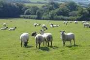 Organic lamb from our flock of Charollais, Lleyn and Zwartbles sheep.