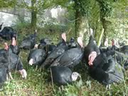 Traditional Norfolk Black Christmas Organic Turkeys.